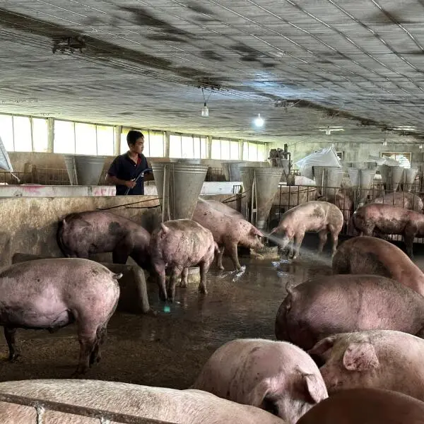Xử lý nước thải chăn nuôi: các phương pháp hiệu quả và giải pháp công nghệ mới 2025