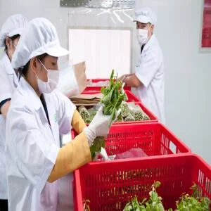 thi-cong-phong-sach-nha-may-che-bien-rau-cu-qua